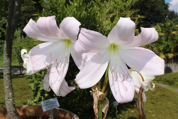 Λευκά Λουλούδια Orange River Lily Vaal River Lily Στη Ζυρίχη — Φωτογραφία Αρχείου