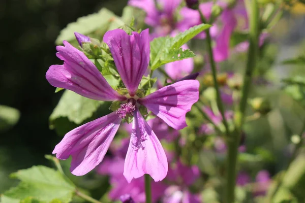 Фиолетовый Цветок Common Mallow Сыры Высокий Маллоу Высокий Маллоу Цюрихе — стоковое фото