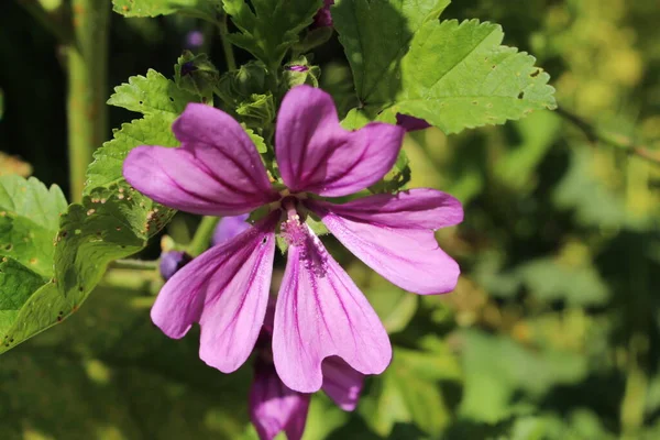 瑞士苏黎世的紫罗兰 Violet Common Mallow 或Cheeses High Mallow Tall Mallow 它的拉丁文名叫Malva — 图库照片