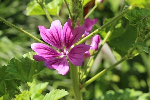 Violeta Malva Comum Flor Queijos Malva Alta Malva Alta Zurique — Fotografia de Stock