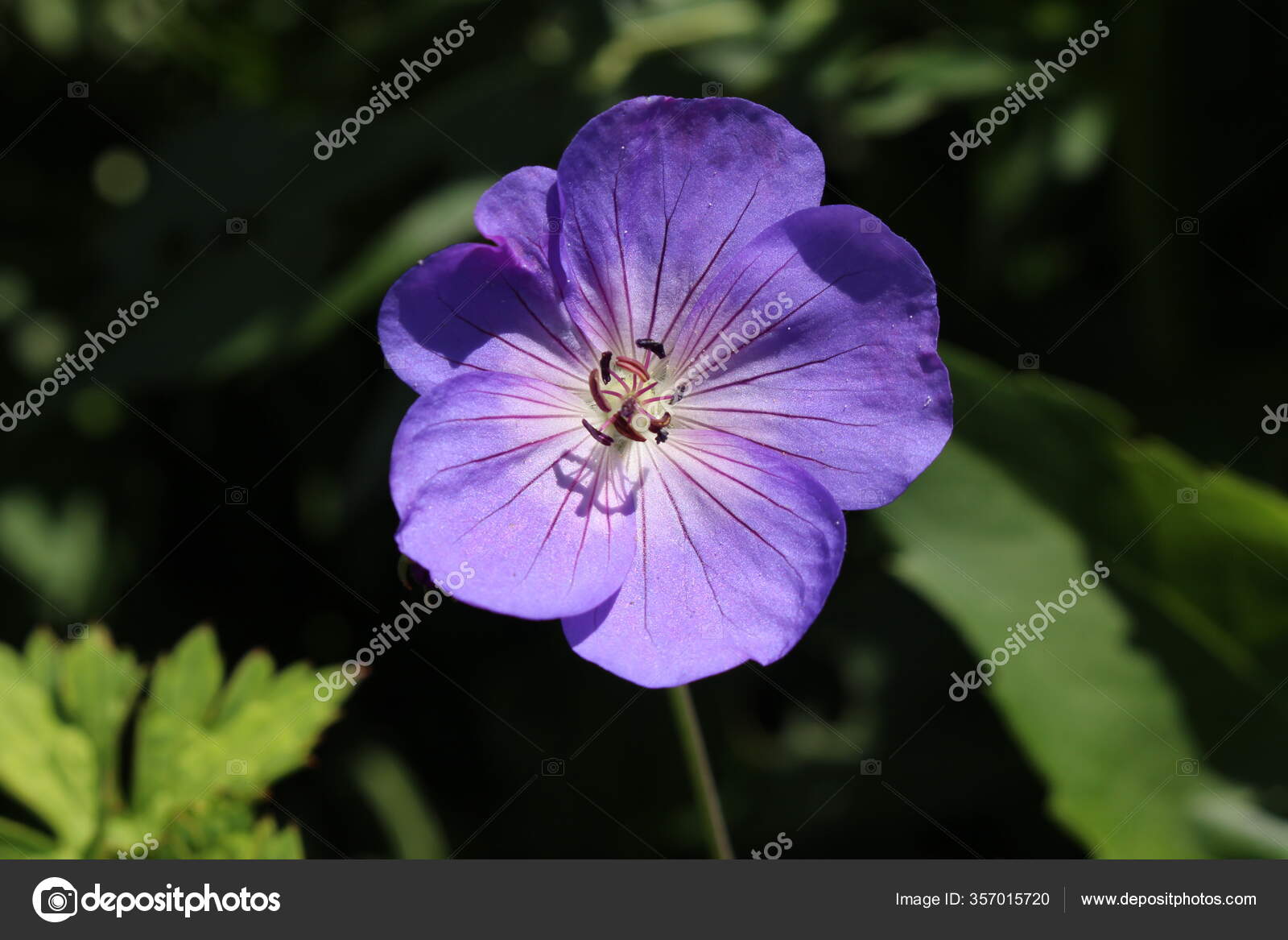Blue Cranesbill Flower Zurich Switzerland Its Botanical Name Geranium