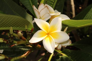 İsviçre 'nin Zürih kentindeki sarı ve beyaz 