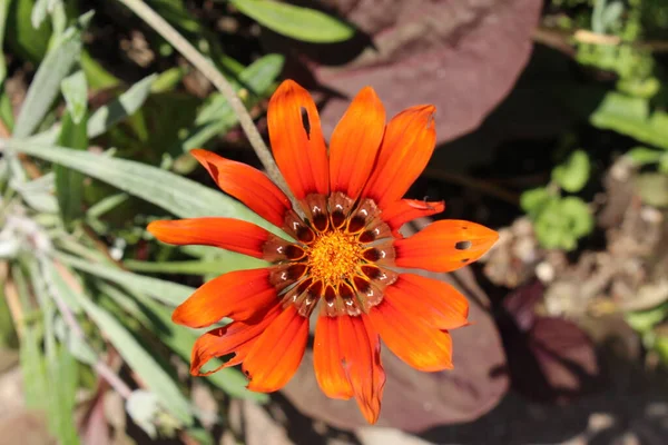 瑞士苏黎世的红色杂交 Gazania Kupferglut — 图库照片