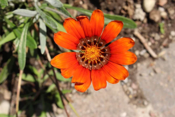 Flor Híbrida Vermelha Gazania Kupferglut Zurique Suíça — Fotografia de Stock