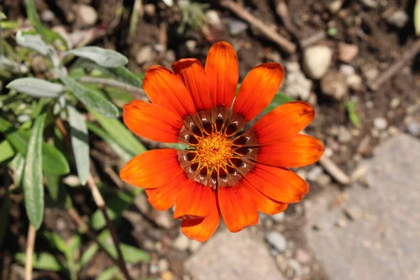 Sviçre Zürih Kırmızı Melez Gazania Kupferglut Çiçeği — Stok fotoğraf