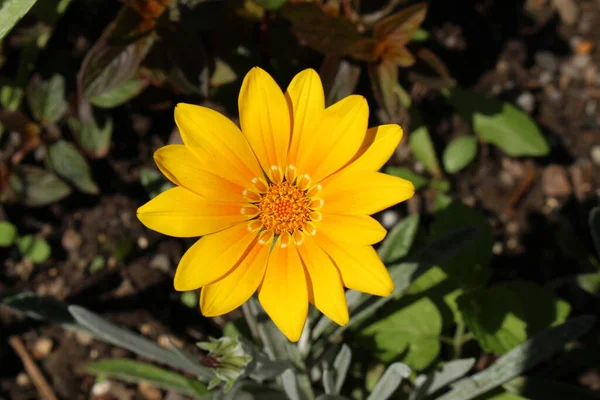 Hybride Blume Gazania Bicton Orange Zürich Schweiz — Stockfoto