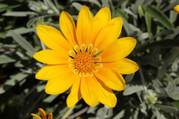 Hybride Blume Gazania Bicton Orange Zürich Schweiz — Stockfoto