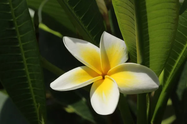 Flores Amarelas Brancas Árvore Frangipani Árvore Templo Paucipan Vermelho Zurique — Fotografia de Stock