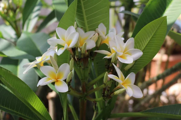 Κίτρινα Και Λευκά Άνθη Δέντρου Frangipani Temple Tree Red Paucipan — Φωτογραφία Αρχείου