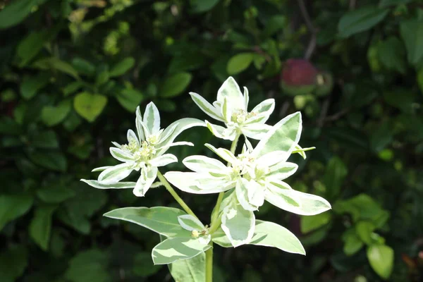 スイスのチューリッヒでは 雪のオン マウンテンの花 またはスモーク プレーリー Variegated Spurge Whitemargined Spurge ラテン語名はユーフォルビア — ストック写真