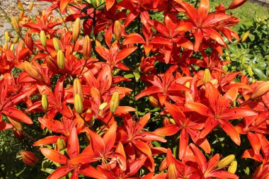 İsviçre 'nin St. Gallen kentinde kırmızı 