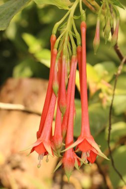 İsviçre, Zürih 'te kırmızı 