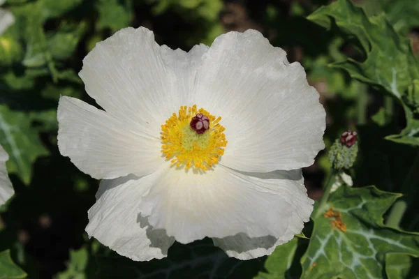 Crested Pricklymappy Kwiat Lub Bluestem Pricklemappy Thistle Poppy Gallen Szwajcaria — Zdjęcie stockowe