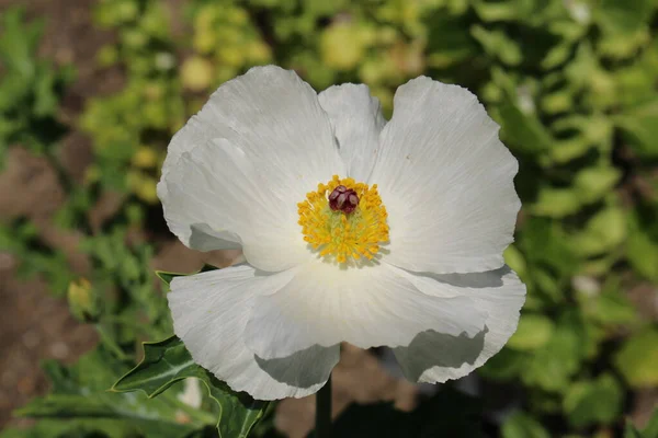 Crested Pricklymappy Kwiat Lub Bluestem Pricklemappy Thistle Poppy Gallen Szwajcaria — Zdjęcie stockowe