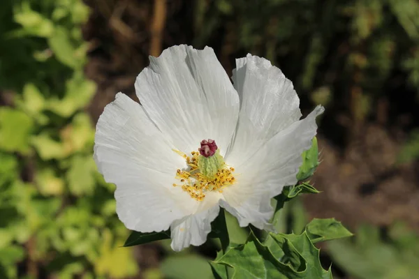 Crested Pricklymappy Kwiat Lub Bluestem Pricklemappy Thistle Poppy Gallen Szwajcaria — Zdjęcie stockowe