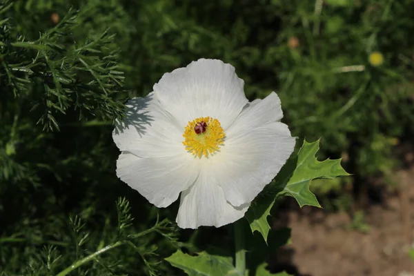 Crested Pricklypoppy Flower Bluestem Pricklepoppy Thistle Poppy Gallen Switzerland Seu — Fotografia de Stock