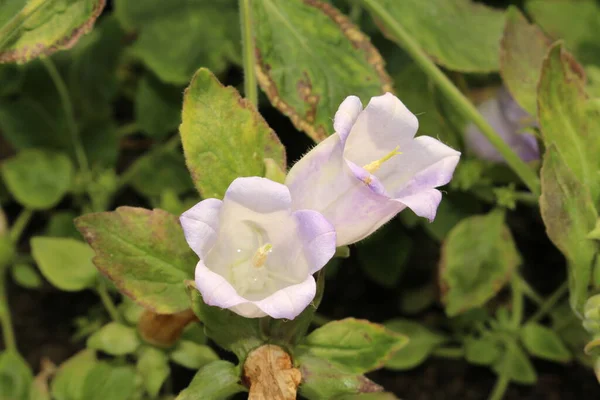 Macedonische Harebell Bloemen Griekse Bell Formaneks Bellflower Gallen Zwitserland Latijnse — Stockfoto