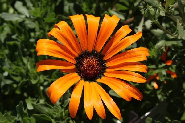 Oranje Namaqualand Daisy Bloem Klierachtige Cape Marigold Afrikaanse Daisy Sun — Stockfoto