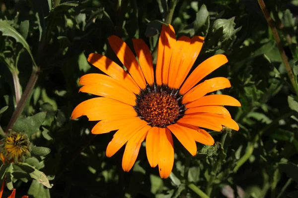 Цветок Orange Namaqualand Daisy Glandular Cape Marigold African Daisy Sun — стоковое фото