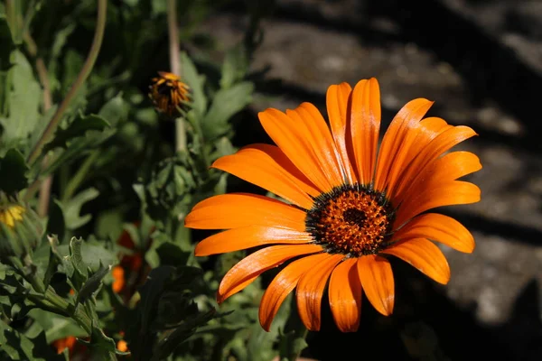 Orange Namaqualand Daisy Blume Oder Glandular Cape Marigold African Daisy — Stockfoto
