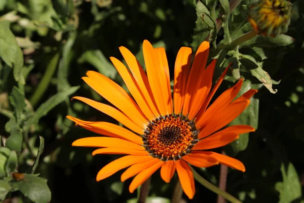 Orange Namaqualand Daisy Blume Oder Glandular Cape Marigold African Daisy — Stockfoto