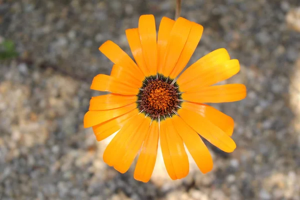 Orange Namaqualand Daisy Blume Oder Glandular Cape Marigold African Daisy — Stockfoto