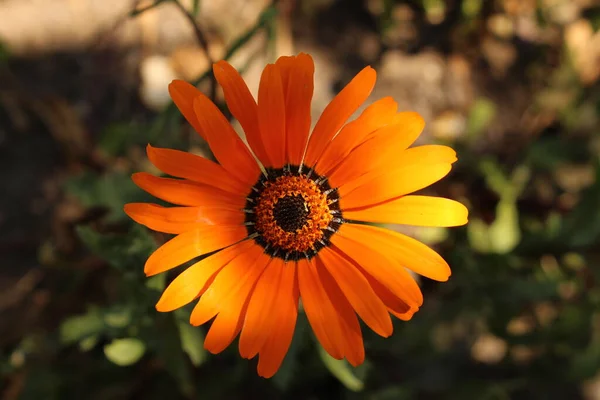 Oranje Namaqualand Daisy Bloem Klierachtige Cape Marigold Afrikaanse Daisy Sun — Stockfoto
