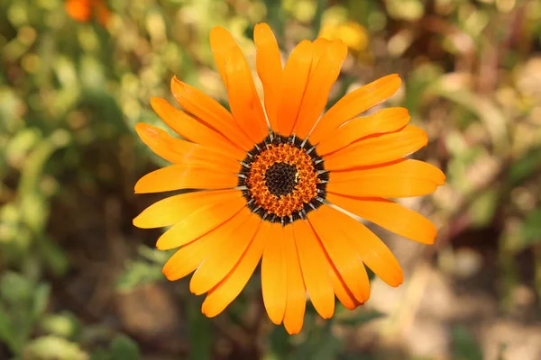 Oranje Namaqualand Daisy Bloem Klierachtige Cape Marigold Afrikaanse Daisy Sun — Stockfoto