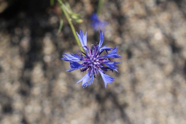 İsviçre 'nin St. Gallen şehrinde bulunan Blue Bottle, Basketflower, Bachelor' s Buttons 'da bulunan 