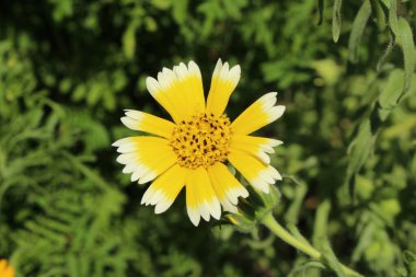 İsviçre, St. Gallen 'de sarı ve beyaz 