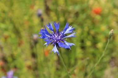 İsviçre 'nin St. Gallen şehrinde bulunan Blue Bottle, Basketflower, Bachelor' s Buttons 'da bulunan 