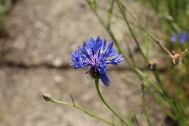 İsviçre 'nin St. Gallen şehrinde bulunan Blue Bottle, Basketflower, Bachelor' s Buttons 'da bulunan 