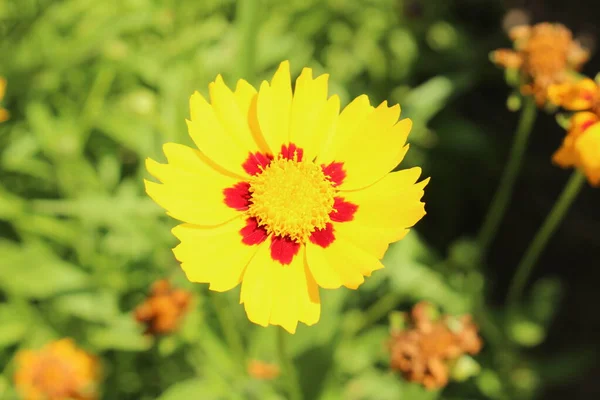 Gelbe Lanzenblättrige Coreopsis Blüte Oder Lanceleaf Tickseed Sand Coreopsis Gallen — Stockfoto