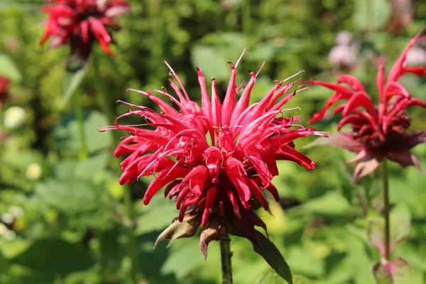 Fiore Cremisi Beebalm Scarlet Beebalm Scarlet Monarda Oswego Tea Bergamotto — Foto Stock