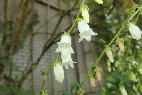 Bellflower Blanc Saint Gall Suisse Son Nom Latin Est Campanula — Photo