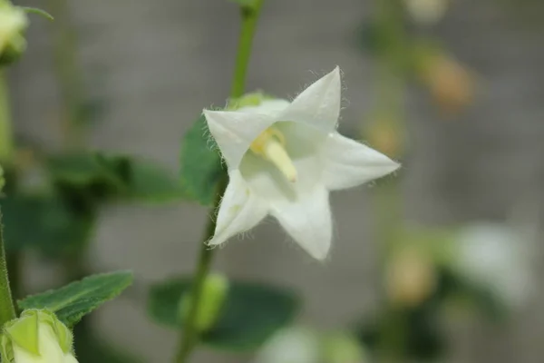 Bellflower Branco Gallen Suíça Seu Nome Latino Campanula Ochroleuca Nativa — Fotografia de Stock