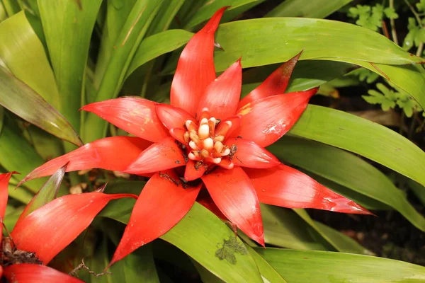 Scarlet Star Flower Droophead Tufted Airplant Gallen Switzerland Nombre Latín — Foto de Stock