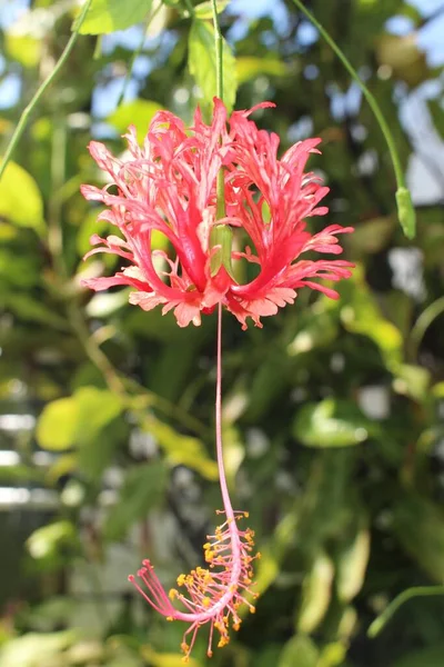 Κόκκινο Λουλούδι Japanese Lantern Fringed Rosemallow Coral Hibiscus Spider Hibiscus — Φωτογραφία Αρχείου