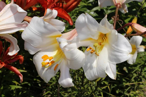 Květina Čínské Bílé Lily Gallen Švýcarsku Jeho Latinské Jméno Lilium — Stock fotografie