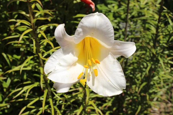 Chinese White Lily Flower Gallen Switzerland Its Latin Name Lilium — Stock Photo, Image