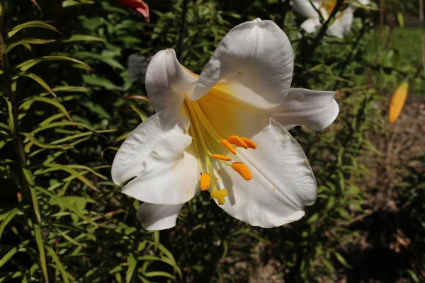 Květina Čínské Bílé Lily Gallen Švýcarsku Jeho Latinské Jméno Lilium — Stock fotografie