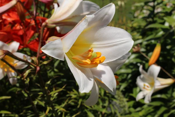Chinese White Lily Flower Gallen Switzerland Its Latin Name Lilium — Stock Photo, Image
