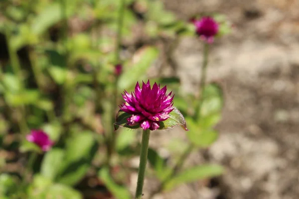 Lila Globe Amaranth Blomma Eller Bachelor Button Globe Flower Gallen — Stockfoto