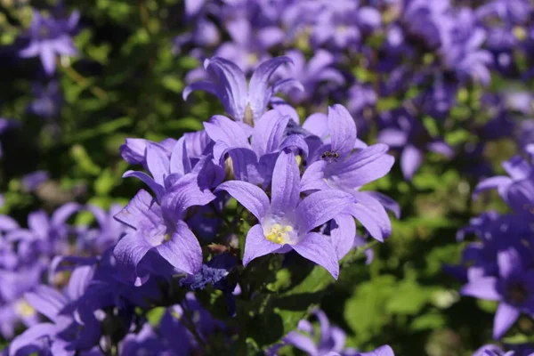 Kék Milky Bellflower Vagy Kaukázus Bellflower Gallenben Svájcban Latin Neve — Stock Fotó