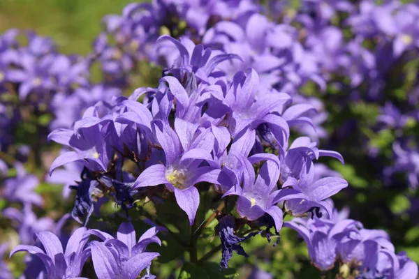 Kék Milky Bellflower Vagy Kaukázus Bellflower Gallenben Svájcban Latin Neve — Stock Fotó