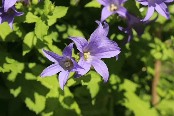 Blue Milky Bellflower Caucase Bellflower Saint Gall Suisse Son Nom — Photo