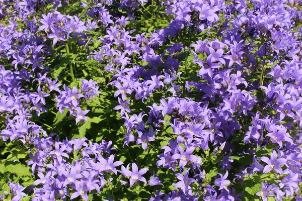 Azul Milky Bellflower Caucasus Bellflower Gallen Suiza Nombre Latín Campanula —  Fotos de Stock