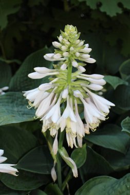 İsviçre 'nin St. Gallen kentinde bulunan beyaz 