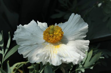 İsviçre 'nin St. Gallen kentinde bulunan beyaz ve sarı 