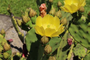 İsviçre 'nin St. Gallen kentinde bulunan sarı 